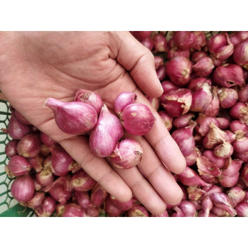 

Bawang Merah Probolinggo medium 1 KG (besar dan kecil)