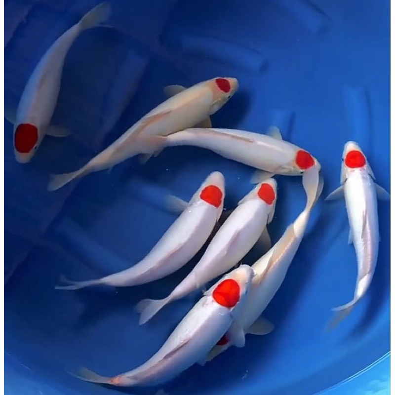 IKAN KOI  TANCHO GRADE A 23-25CM