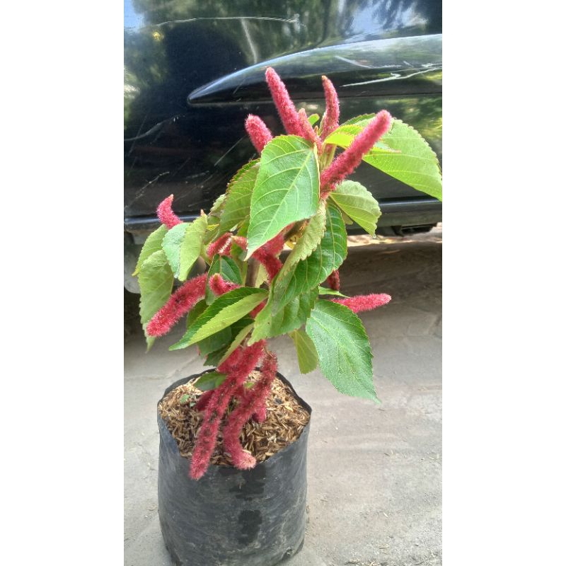 bunga ekor kucing kondisi berbunga