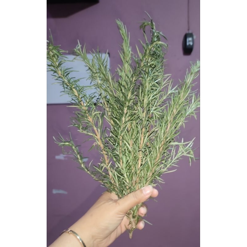 

herbal Rosemary segar 250gr