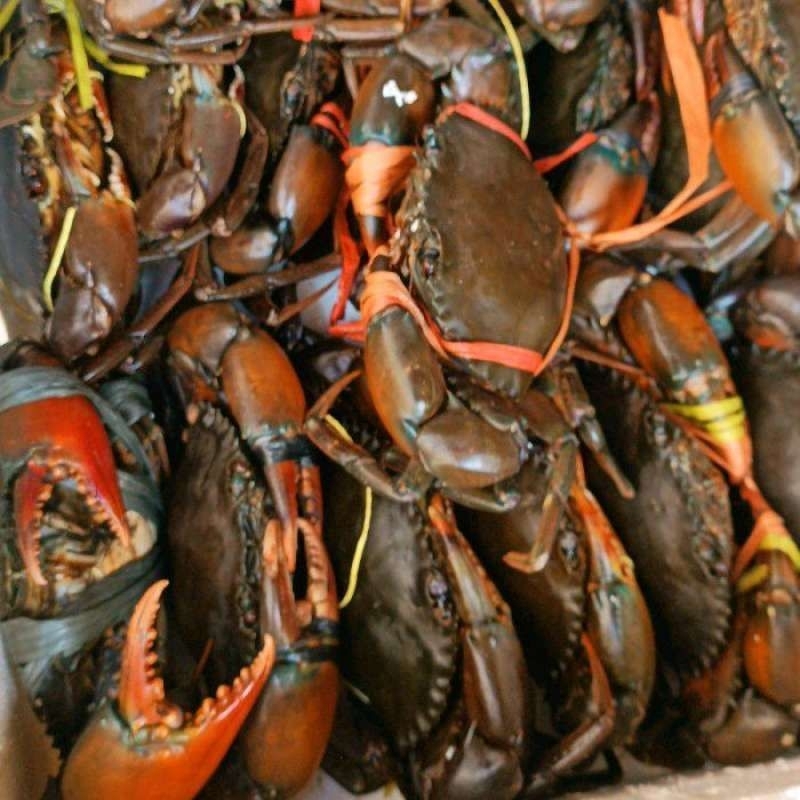 

Kepiting Bakau Papua Hidup Fresh Isi 2-3