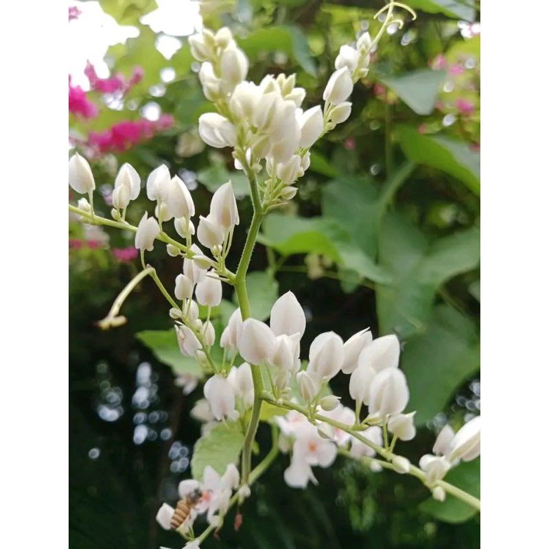 grosir biji bunga amp isi 200  biji bunga air mata pengantin putih