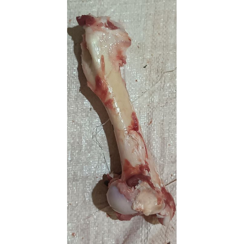 tulang babi hutan/ snack anjing/ cemilan anjing/ latihan gigit