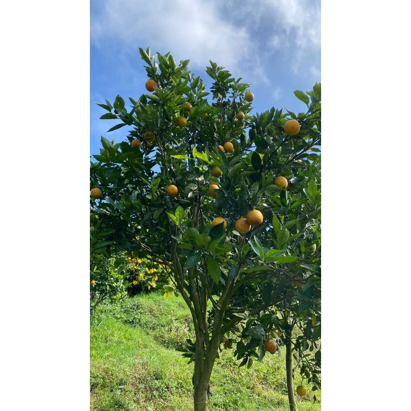 

jeruk iris manis 2kg