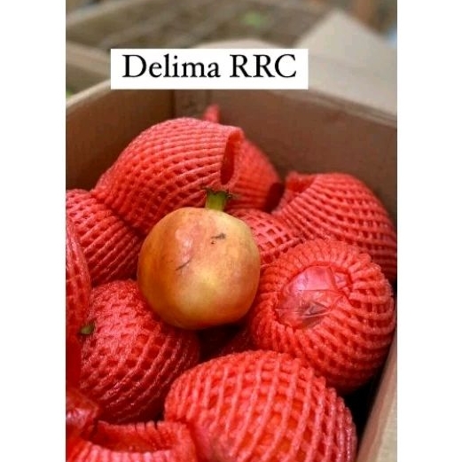 

Delima RRC