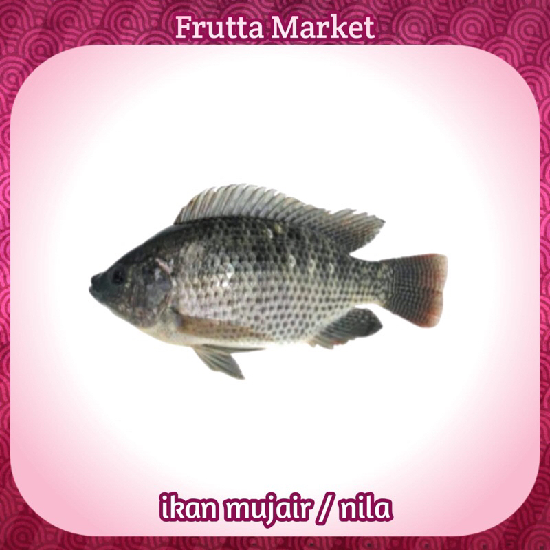 

Ikan Mujair Segar 500 gram Ikan Mujaer Segar Fresh