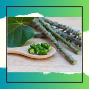 

Brotowali Segar || Pusat Hasil Bumi / Tanaman Obat Brotowali Segar - 100% Alami dan Berkualitas