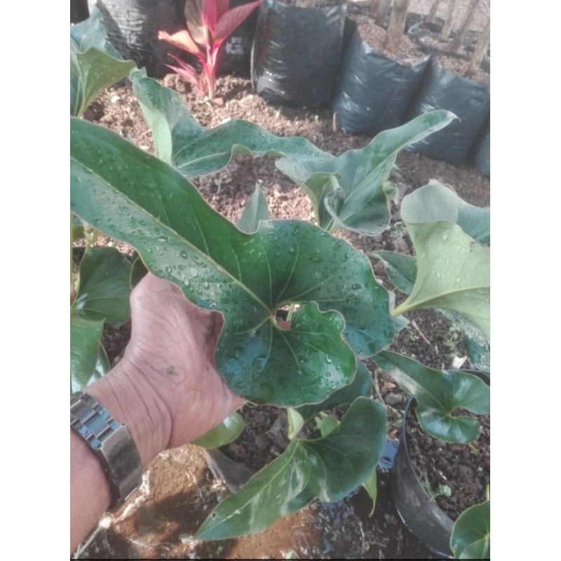 anturium corong besar