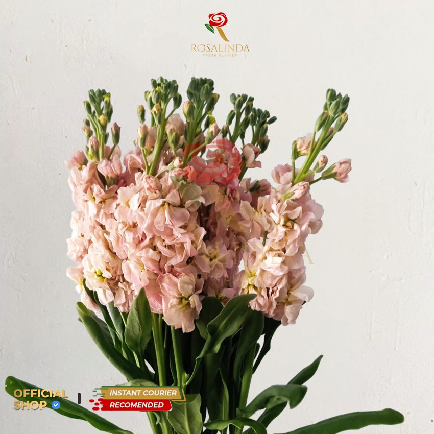 Bunga Import Mathiola Peach / Bunga Potong Segar