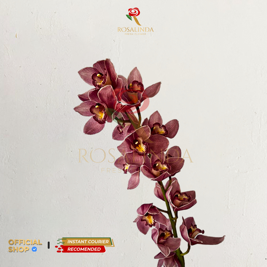 Bunga Import Cymbidium Karen Pink / Bunga Potong Segar