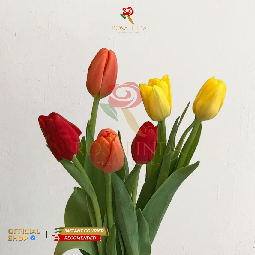Bunga Tulip / Bunga Import / Bunga Potong Segar