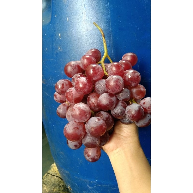 

Anggur Merah China/Anggur Merah Fresh/Anggur Merah Manis