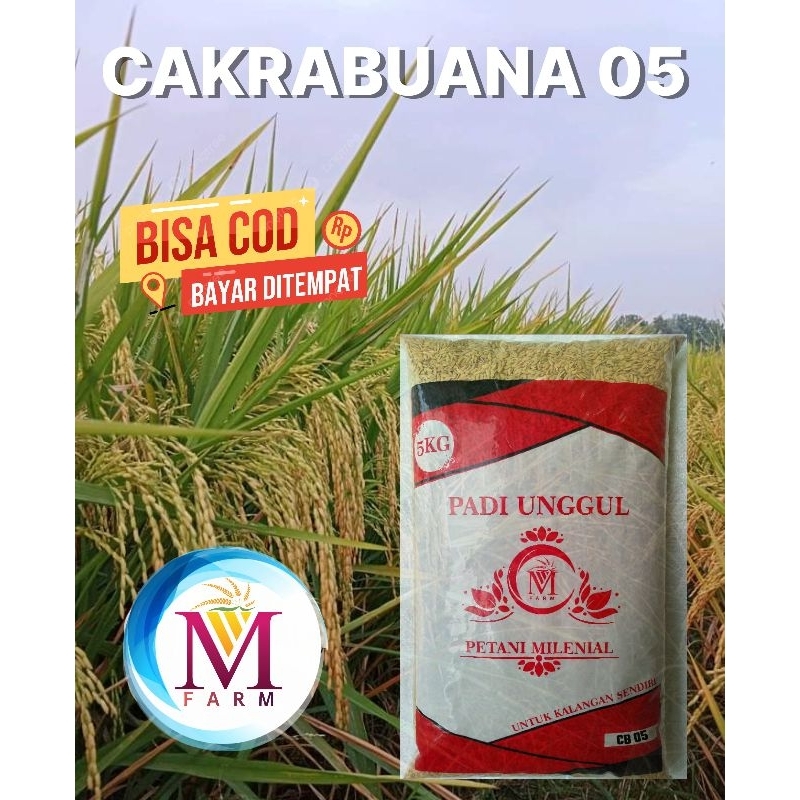 Benih padi CB 05 (Cakrabuana 05)