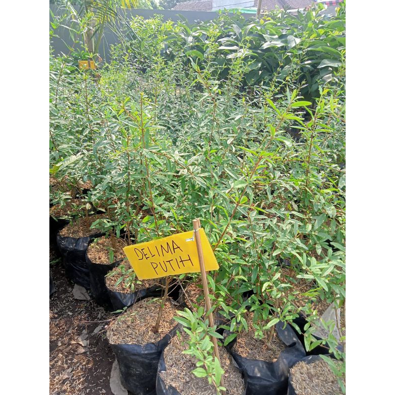 bibit delima putih | bibit buah delima putih | delima buah putih | bahan tabulampot
