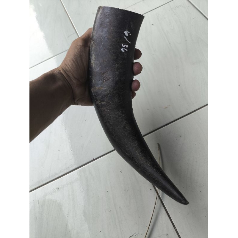 Tanduk Kerbau Hitam Padat 30cm