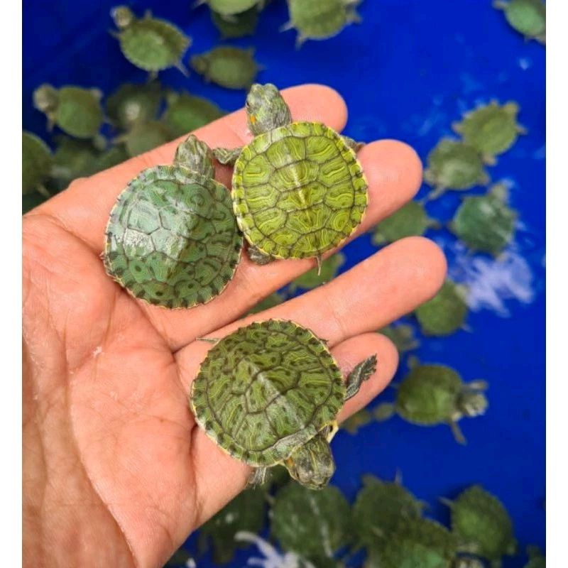 Hiasan Aquarium Kura-Kura Brazil 4-5cm