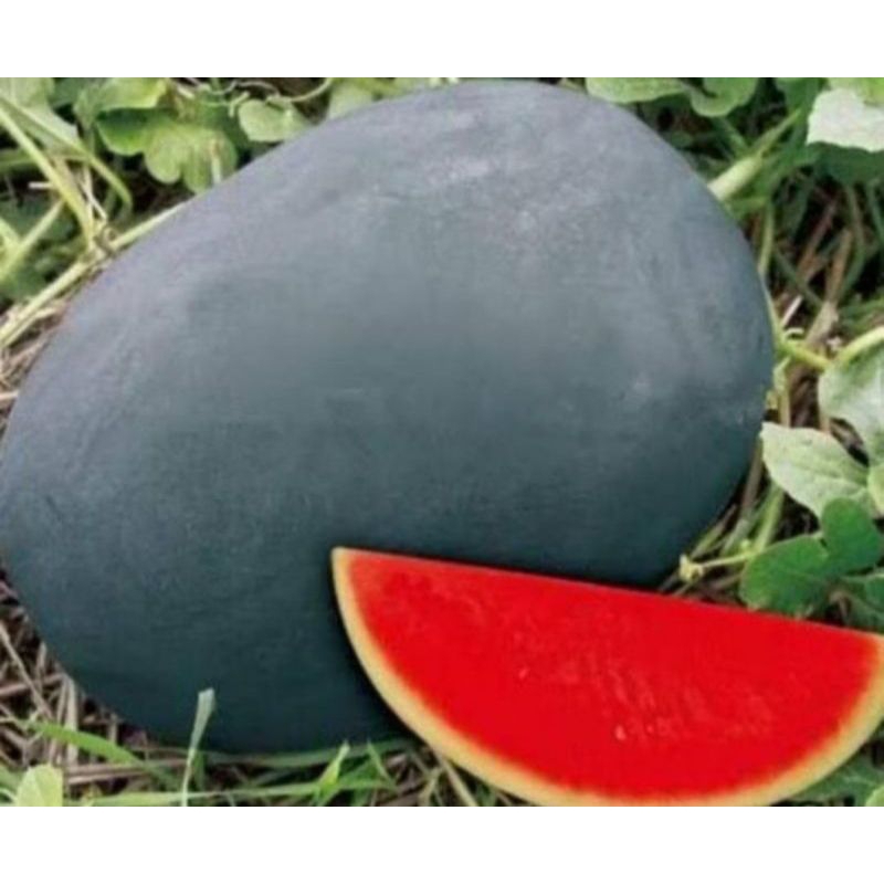 5 biji benih semangka passport F1 merah kulit hitam non biji