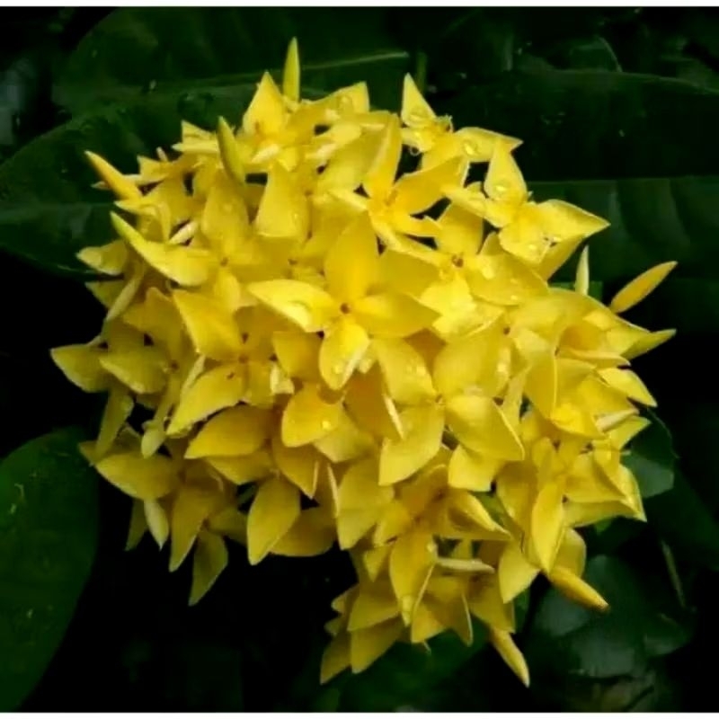 Tanaman hias Asoka Hawai kuning daun besar