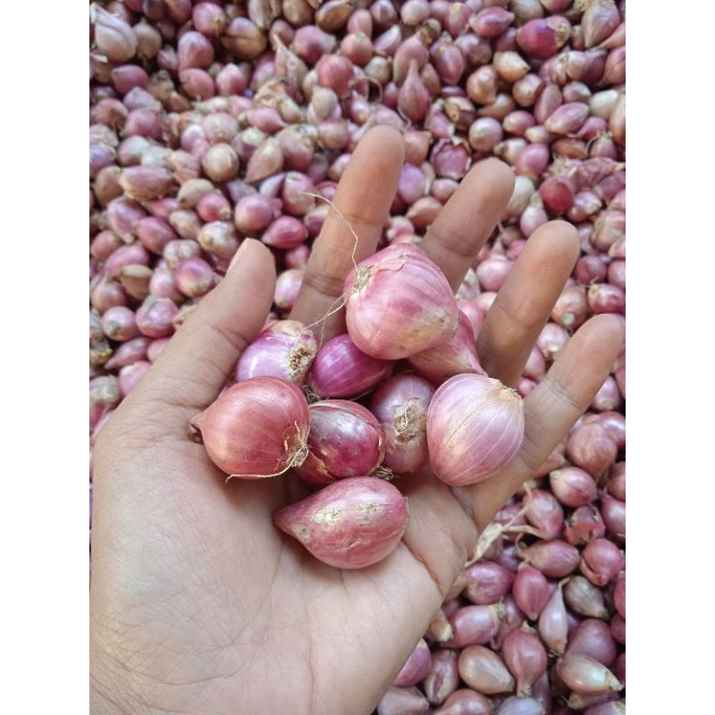 

Bawang Merah Brambang Uk Besar