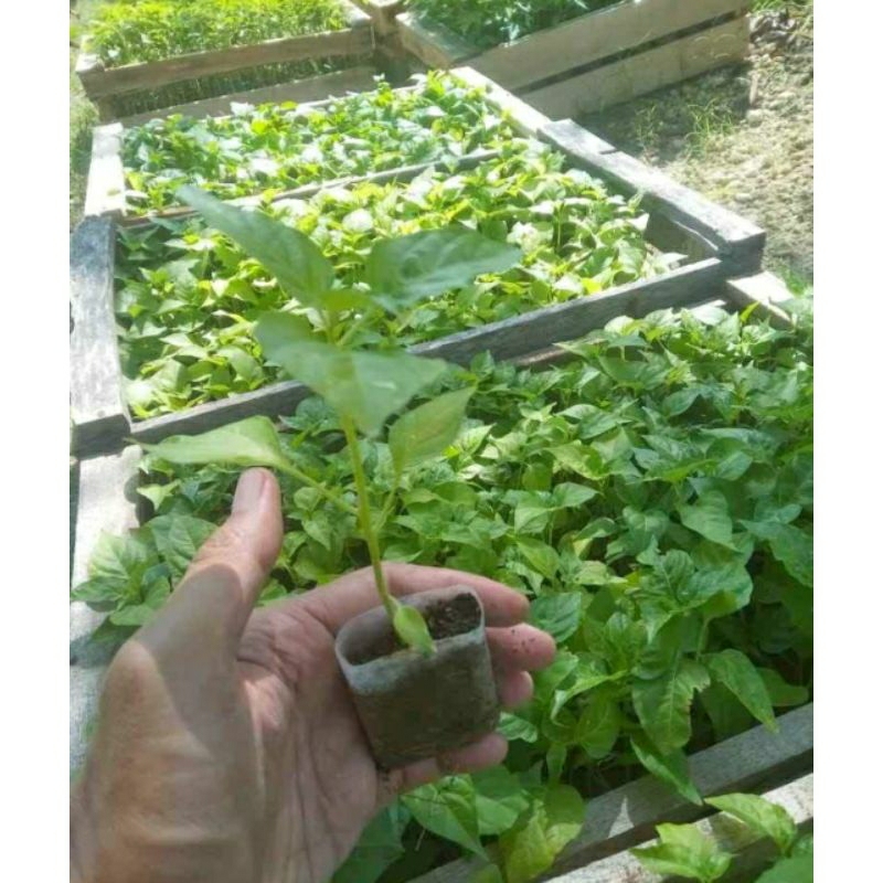 

1 bibit cabe rawit merah buat sambal ful media