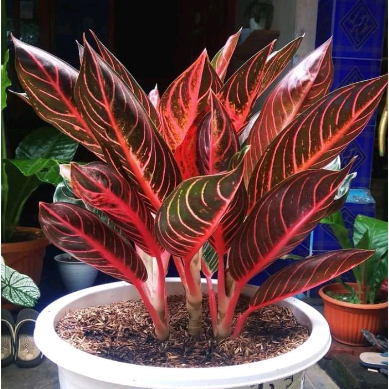 aglonema pos (pride of Sumatra) / aglonema red Sumatra ukuran remaja