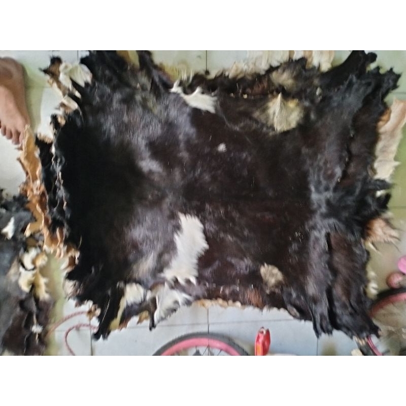 kulit bahan bantengan kepala sapi