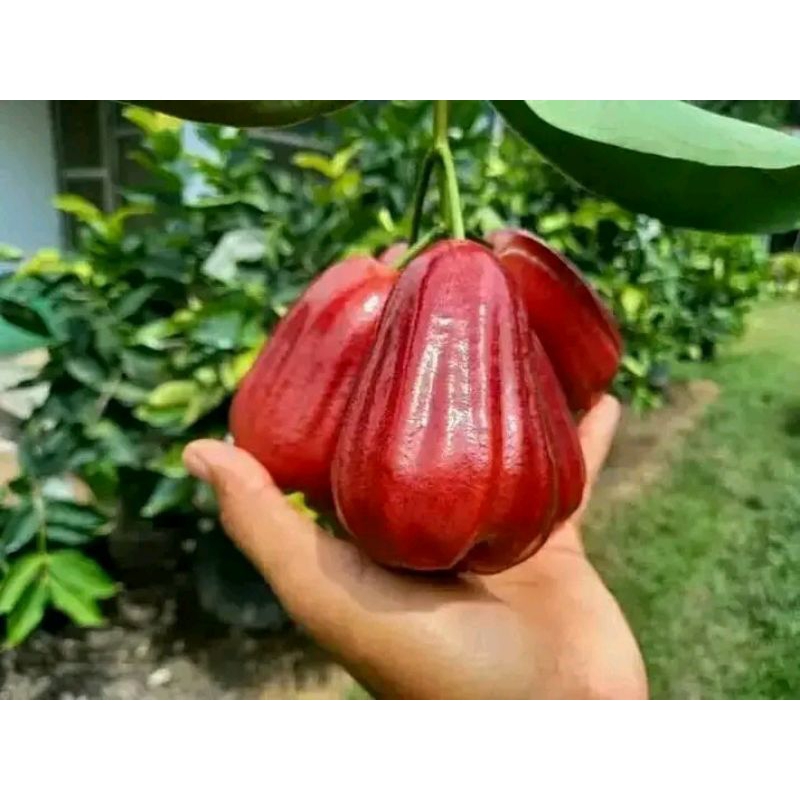 

bibit jambu air citra (okulasi) cepat buah