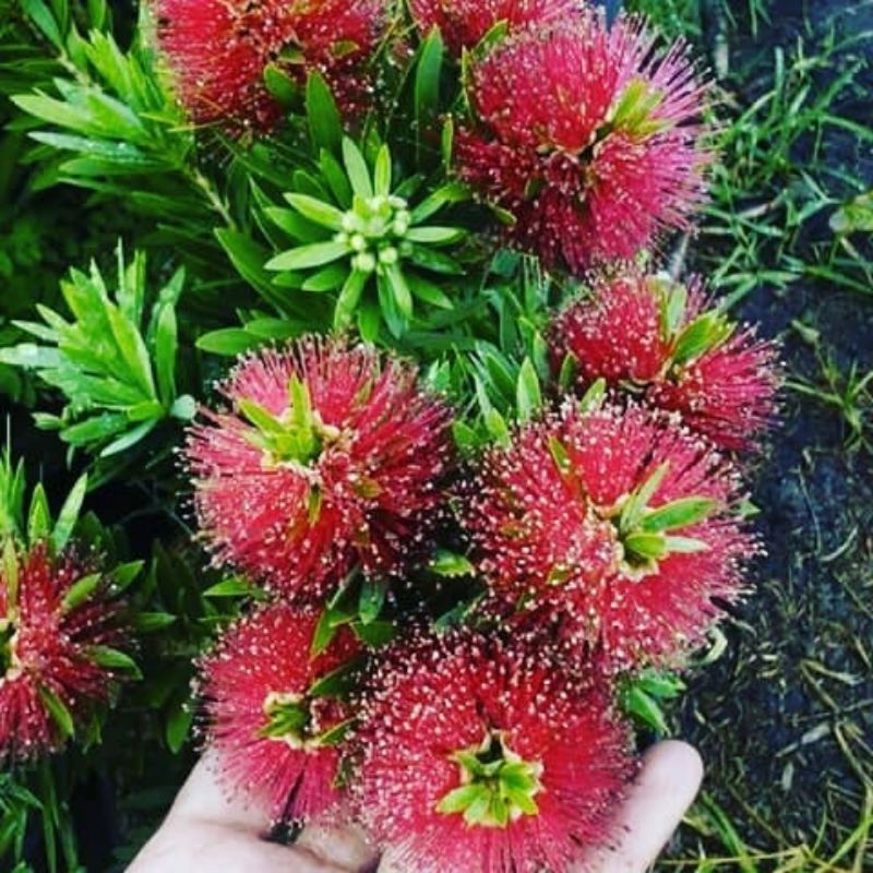 bibit bunga sikat botol bangkok