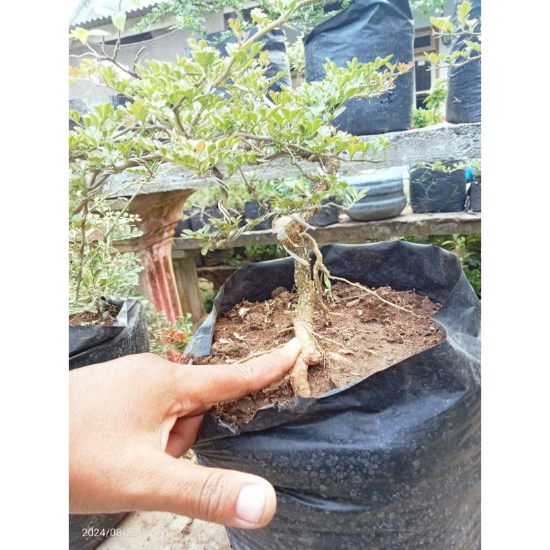 bonsai kawista batu