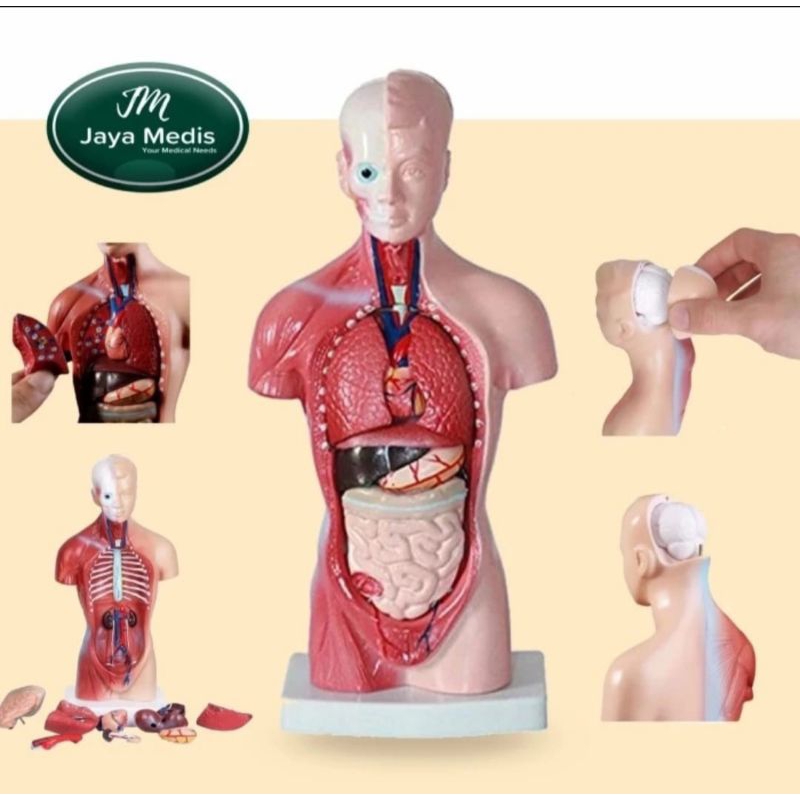 REPLIKA ANATOMI MODEL TUBUH MANUSIA