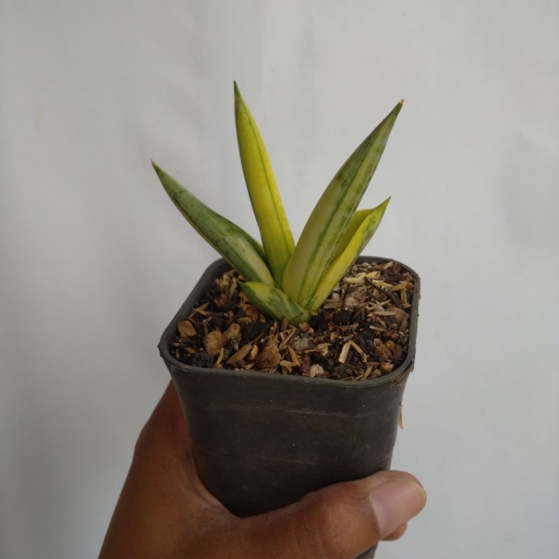sansevieria boncel variegata (small)