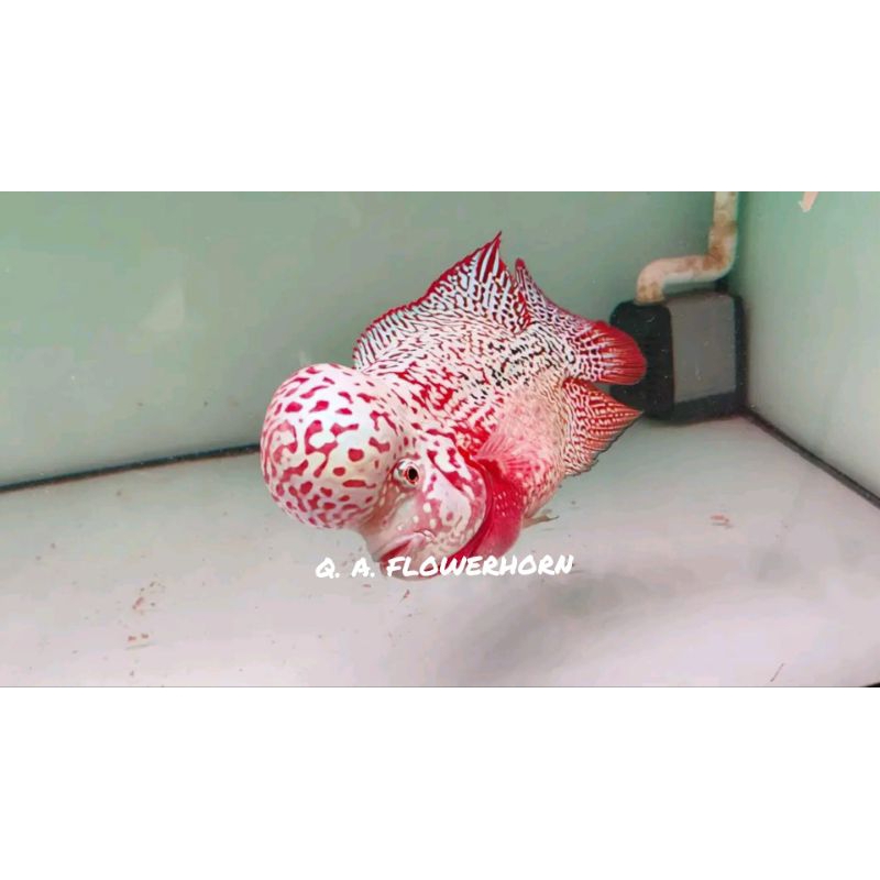 PALING LARIS Burayak Kamfa F2 Thai VVIP.