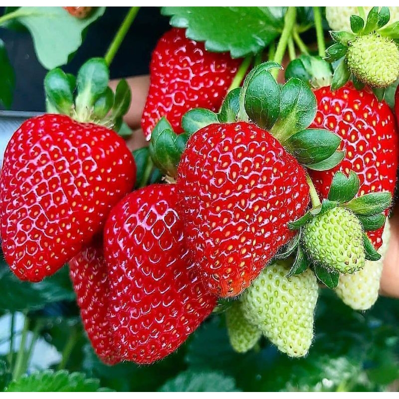 Bibit strawberry super manis
