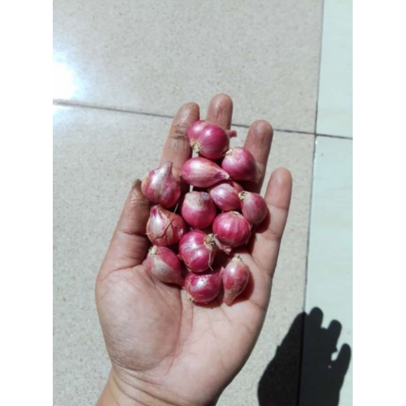 

bawang merah