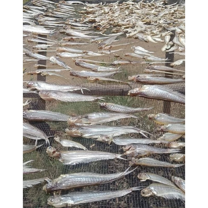 

ikan lais hasil mancing