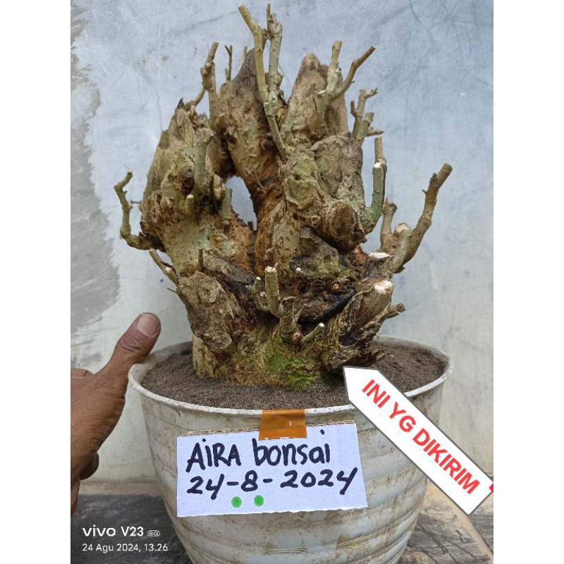 bahan bonsai serut dongkelan besar tua prospek