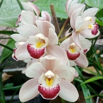 Cymbidium Orchid, Anggrek Tanah Street Gold "Mana" Putih,  Cymbidium Australia