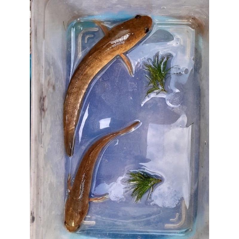 

Ikan Gabus/ Kutuk / Channa Striata