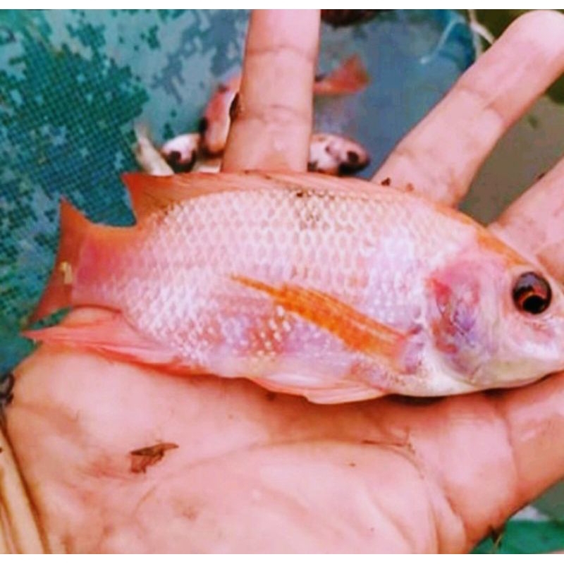 bibit ikan nila merah ukuran 3 jari