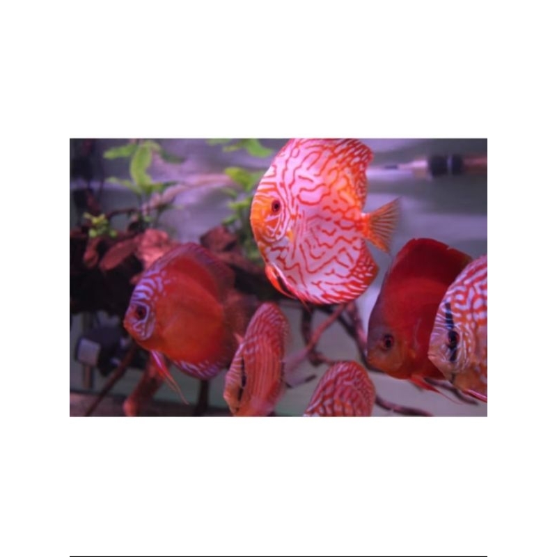 Promo Strofhoam Discus Hias Air Tawar  (BD, WD, SM, RM, RTQ, Leo, Moza) . size 4,5"-5"  HB