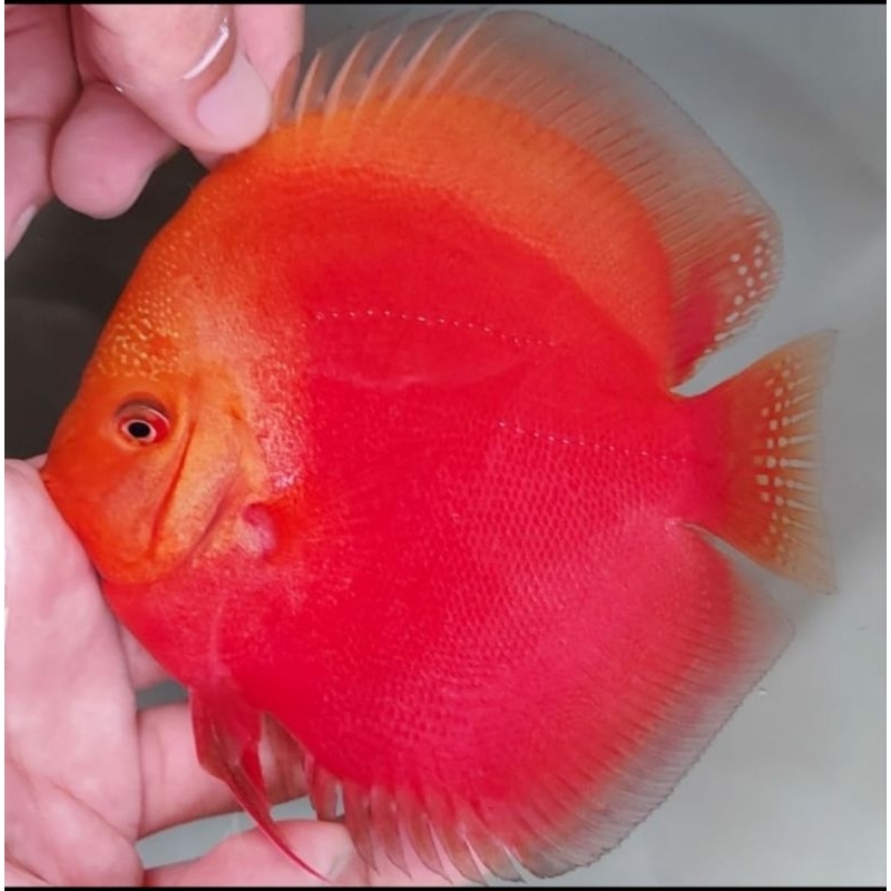 Styrofoam Discus Red Malboro (RM) Full pattern size 2"-4,5"