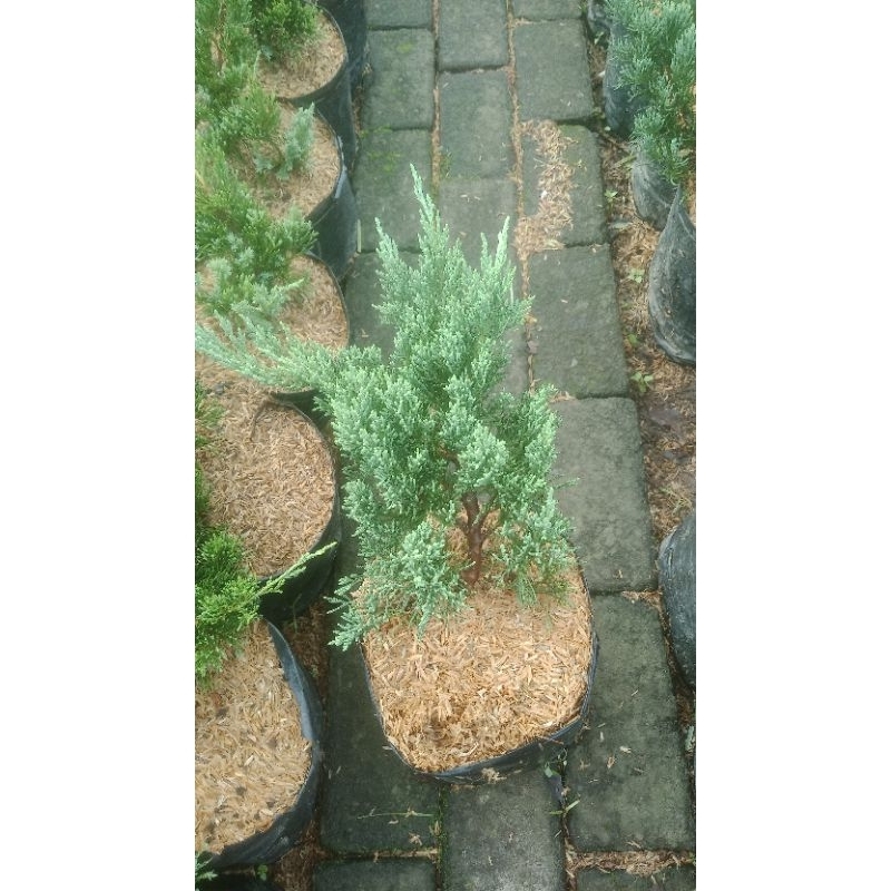 cemara sinensis blue