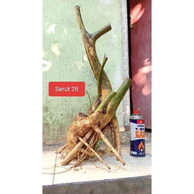 Bahan Bonsai Serut Informal Size XL Realpict 06