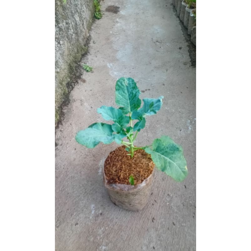 Bibit Tananan sayuran Brokoli