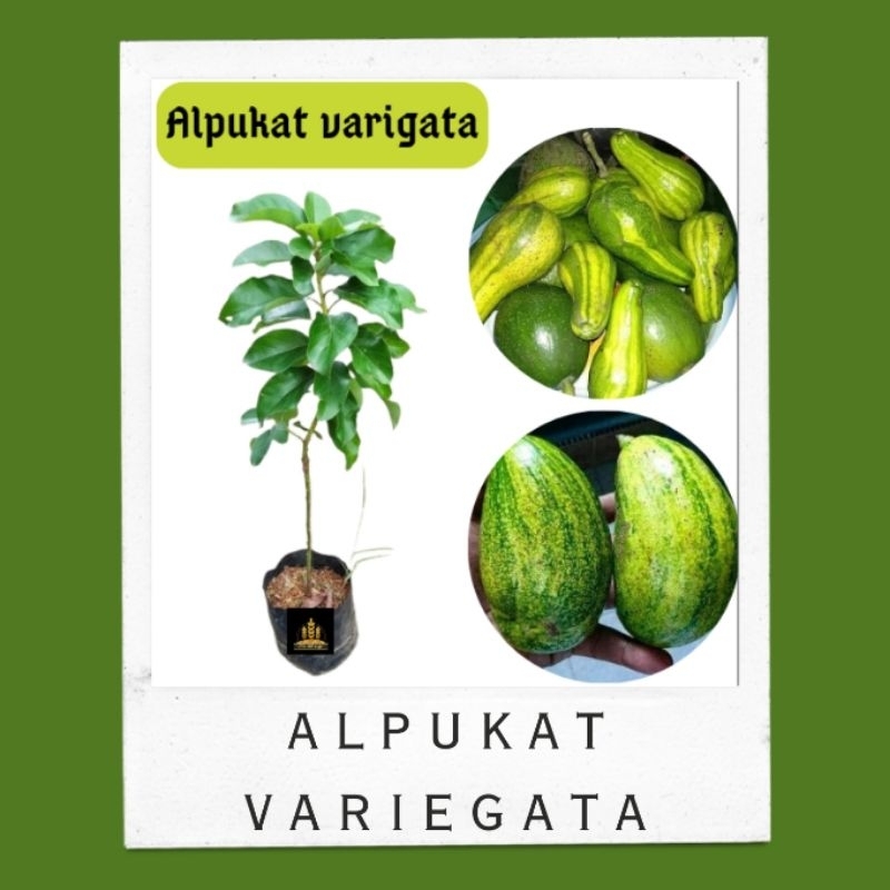 Bibit alpukat varigata variegata Bella bibit