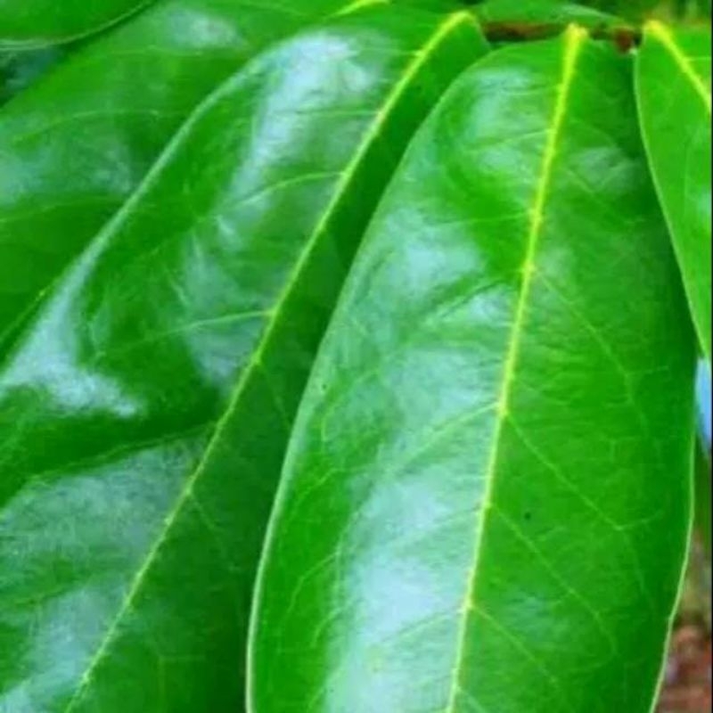 

daun sirsak segar 100 lembar