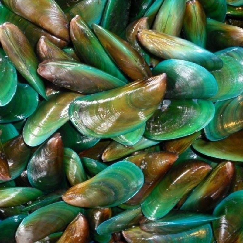 

Kerang Hijau 1Kg Fresh Frozen (KHUSUS SURABAYA)