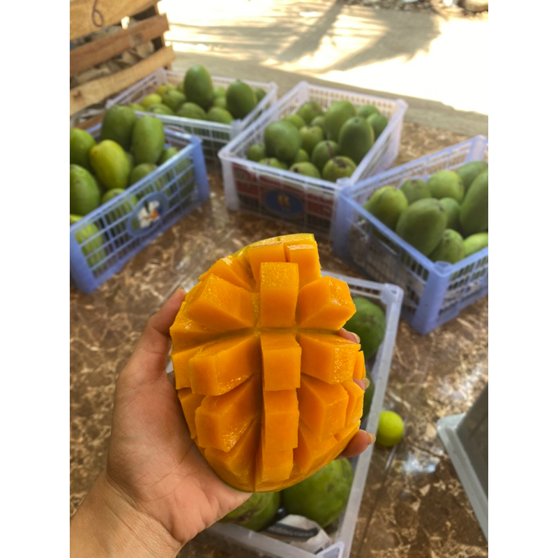 

MANGGA GADUNG MATANG