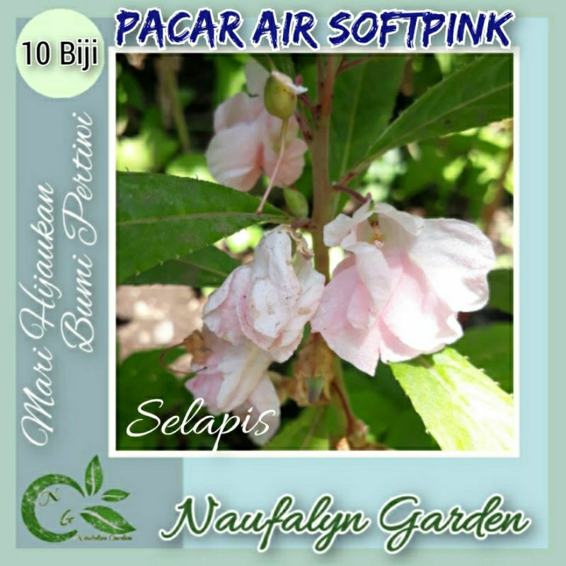 10 Benih Biji Bunga Pacar Air Selapis Softpink Benih Bunga Hias Taman