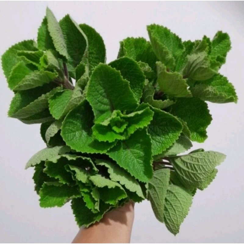 

Sayur Bangun-Bangun Segar/Fresh 250 gram